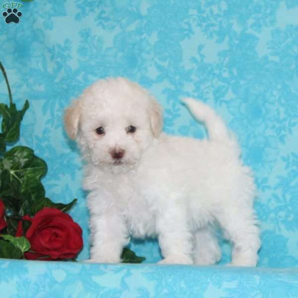 Pickle, Maltipoo Puppy